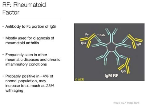 igg antibody rf